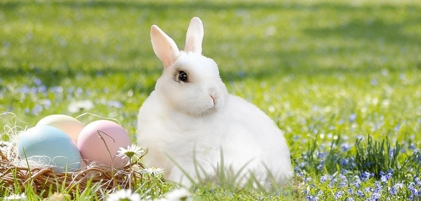 Suchst du einem passendem Ostergeschenk? Schenke dieses Jahr Wunscherfüllung statt Ostereier! Mit der DMH®–Methode “Deine Essenz des Glücks”!