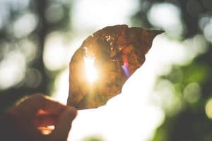 manifestieren-lernen-blatt-licht-hand