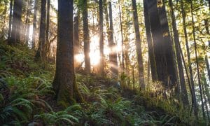 bewusst-manifestieren-lernen-wundercodes-wald-magie-licht