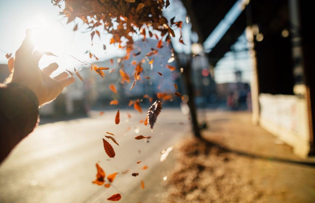 dm-harmonics-selbtheilungskraefte-aktivieren-herbst-laub