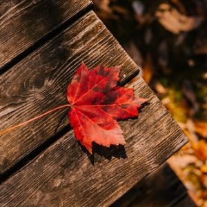 selbstheilungskraefte-aktivieren-herbst-laub